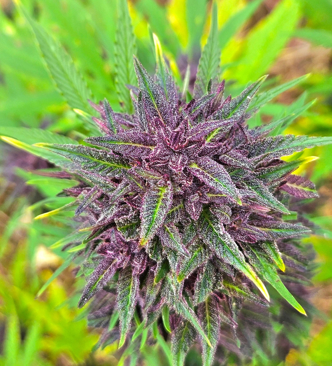 Purple Haze Light Purple Pheno Regular Photoperiod Seeds – Maine Open Field
