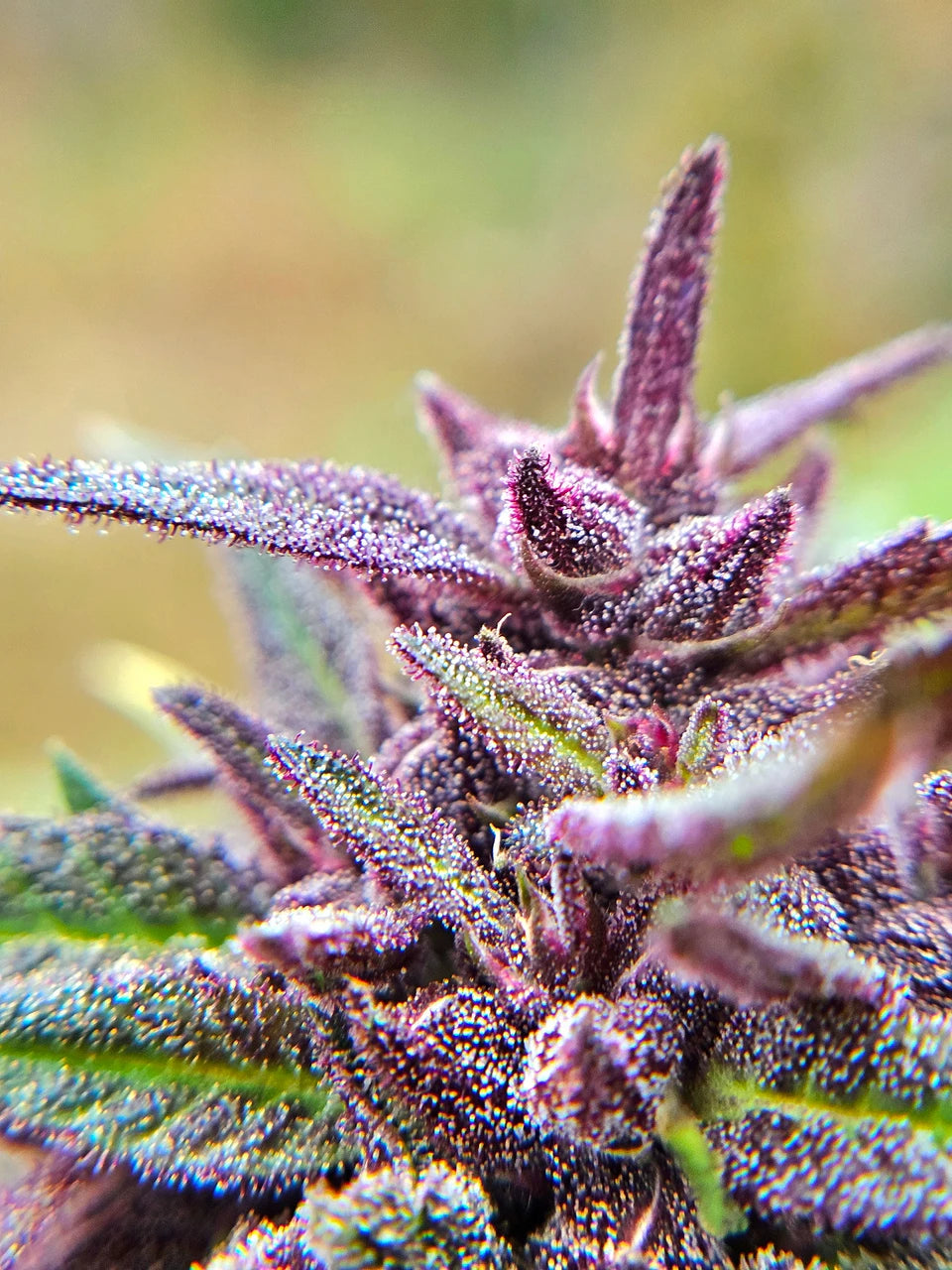 Purple Haze Light Purple Pheno Regular Photoperiod Seeds – Maine Open Field