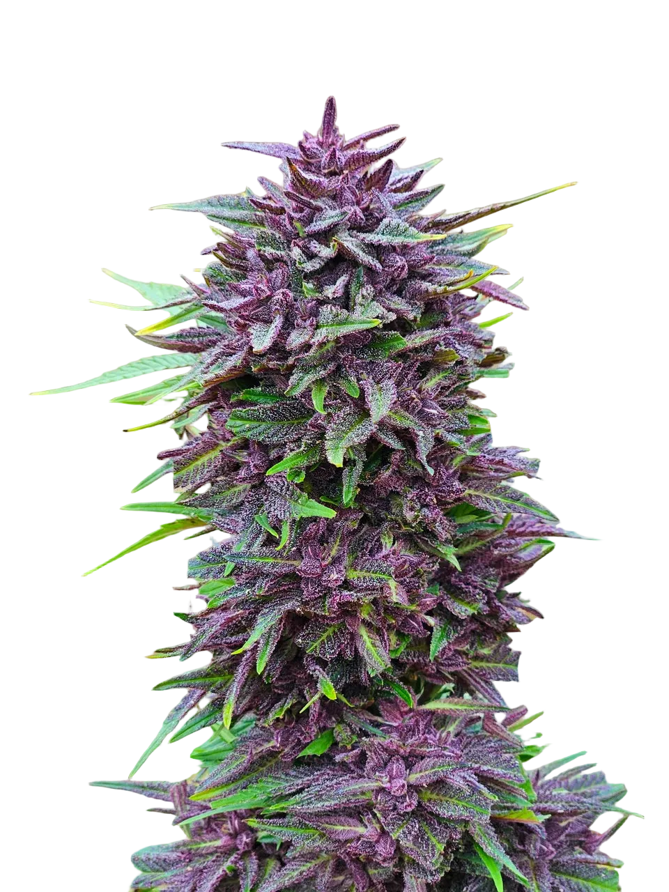 Purple Haze Light Purple Pheno Regular Photoperiod Seeds – Maine Open Field