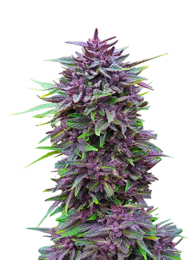 Purple Haze Light Purple Pheno Regular Photoperiod Seeds – Maine Open Field