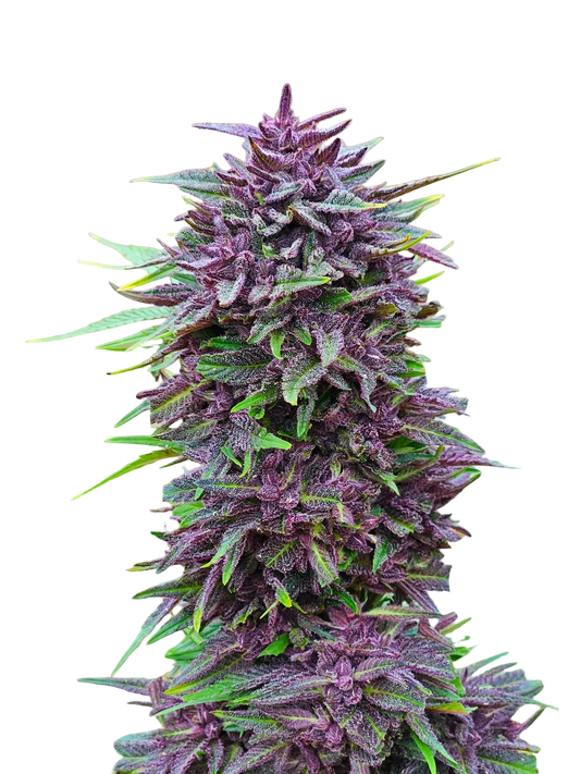 Purple Haze Light Purple Pheno Regular Photoperiod Seeds – Maine Open Field