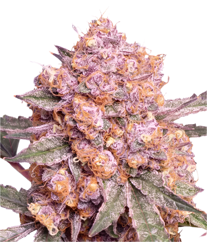 Close-up of a purple and orange cannabis plant bud with frost on its surface.
