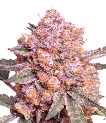 Close-up of a purple and orange cannabis plant bud with frost on its surface.