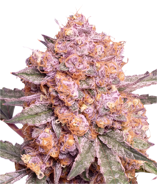 Close-up of a purple and orange cannabis plant bud with frost on its surface.