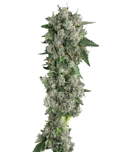 PBJ Feminized Single Seed