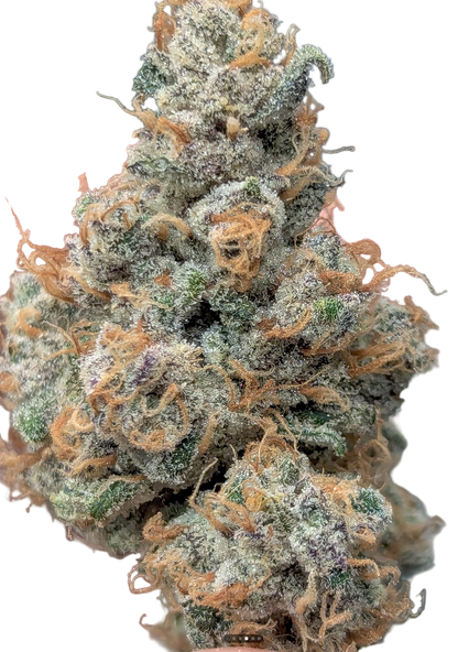 Close-up of a cannabis bud with frosty trichomes on a white background