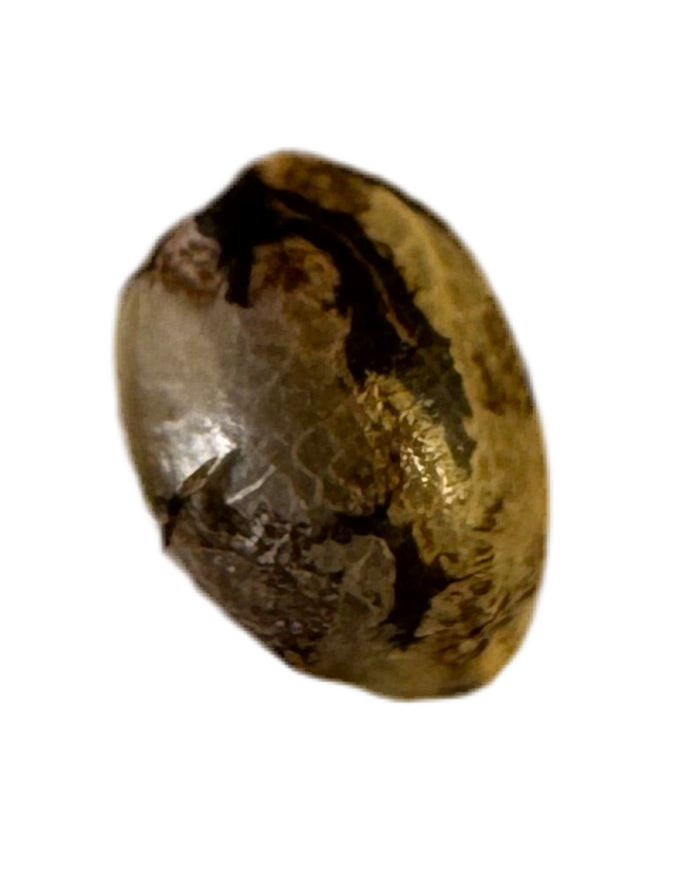 Close-up of a coffee bean color cannabis seed on a white background