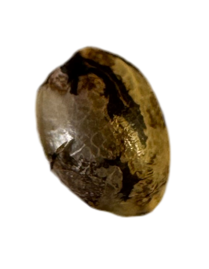 Close-up of a coffee bean color cannabis seed on a white background