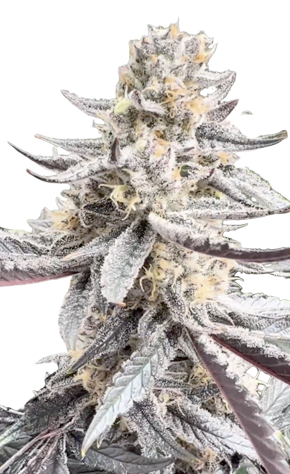 Close-up of a cannabis plant with dense buds on a white background