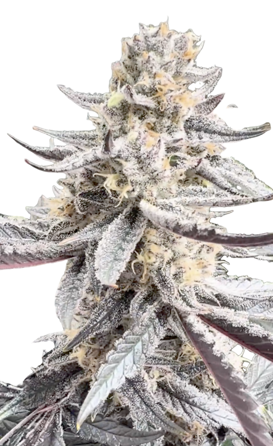 Close-up of a cannabis plant with dense buds on a white background