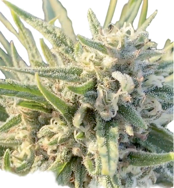Close-up of a cannabis plant with trichomes on a white background
