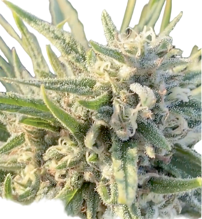 Close-up of a cannabis plant with trichomes on a white background