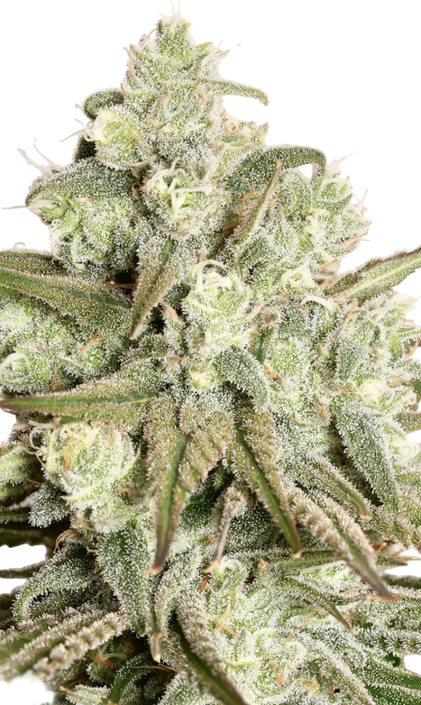 Close-up of a cannabis plant with frosty buds on a white background