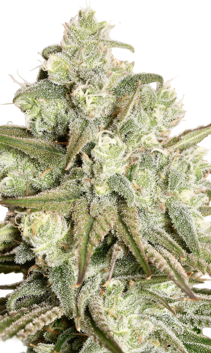 Close-up of a cannabis plant with frosty buds on a white background