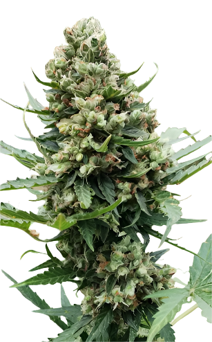 Close-up of a cannabis plant with green leaves and buds.