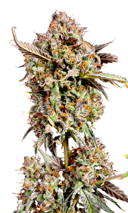 Close-up of a cannabis plant bud on a white background