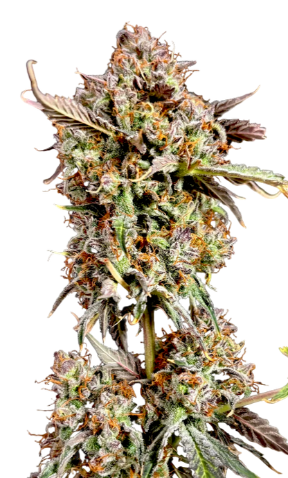 Close-up of a cannabis plant bud on a white background