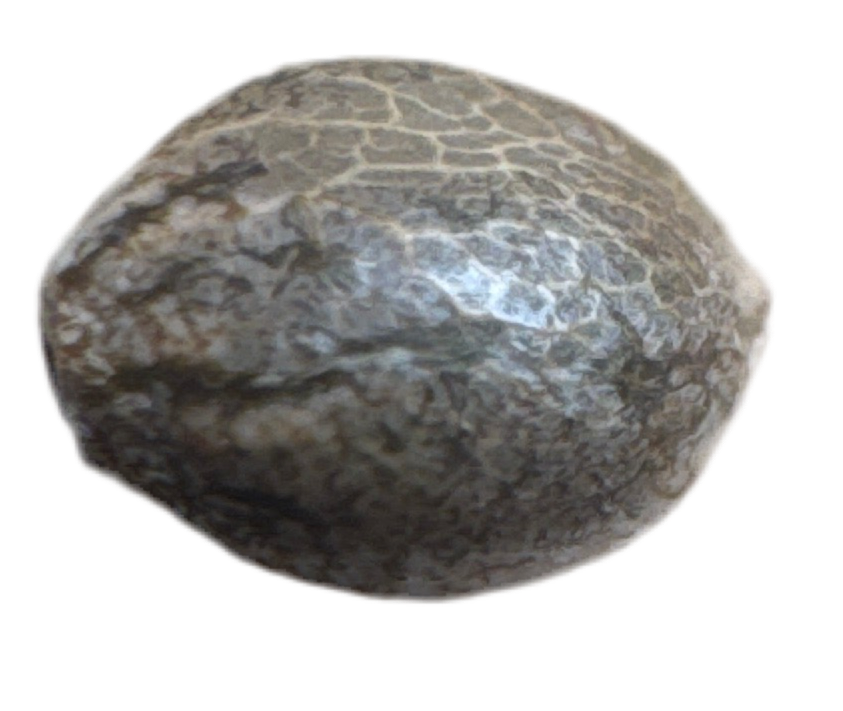 Close-up of a textured stone color cannabis seed on a white background