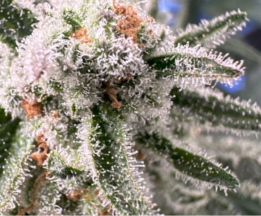 Close-up of a cannabis plant with frost on its leaves.