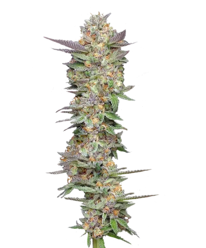 Pink Lemon Feminized Single Seed
