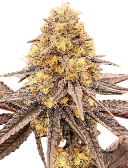 Pink Lemon Feminized Single Seed