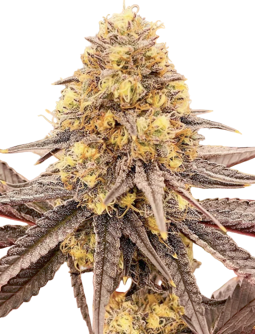 Close-up of a cannabis plant bud with a white background