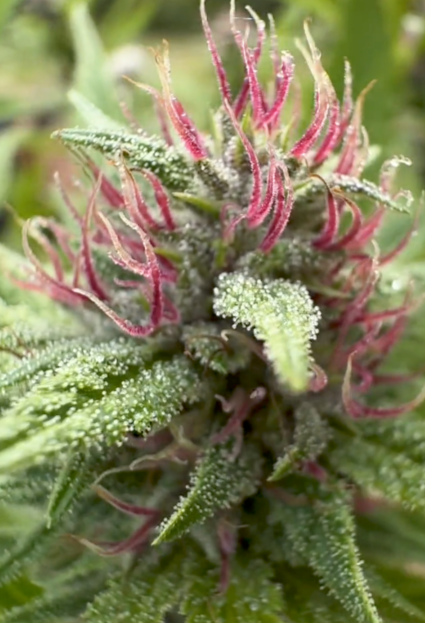 Close-up of a cannabis plant bud with pink stamens and green leaves.