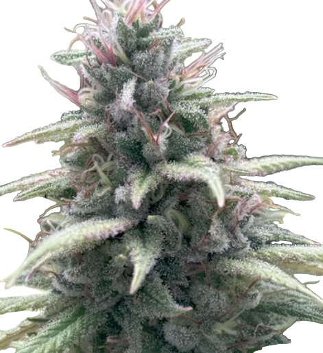 Close-up of a cannabis plant bud with a white background