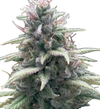 Close-up of a cannabis plant bud with a white background