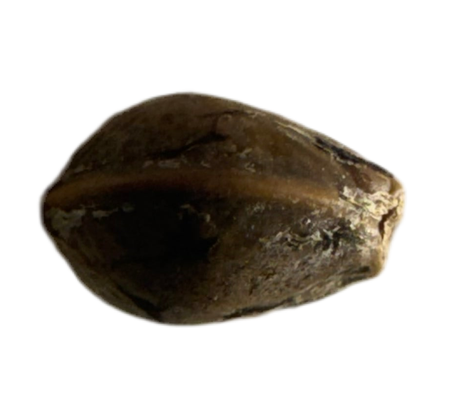 dark Brown seed pod on a white background