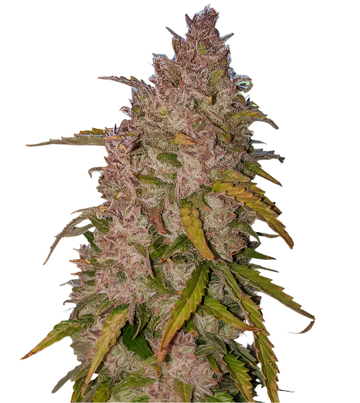 Close-up of a cannabis plant bud on a white background