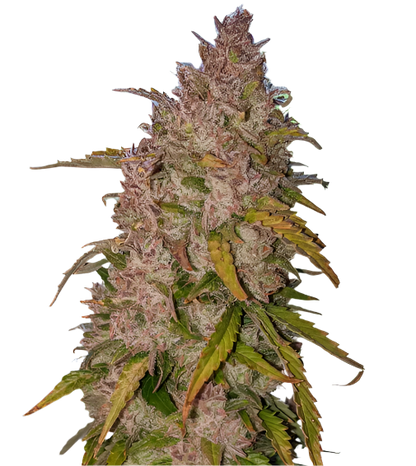 Close-up of a cannabis plant bud on a white background