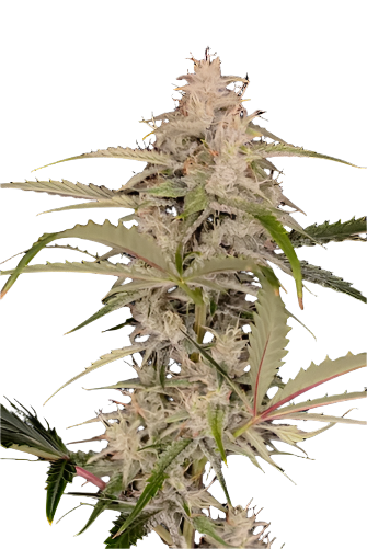 Close-up of a cannabis plant against a black background