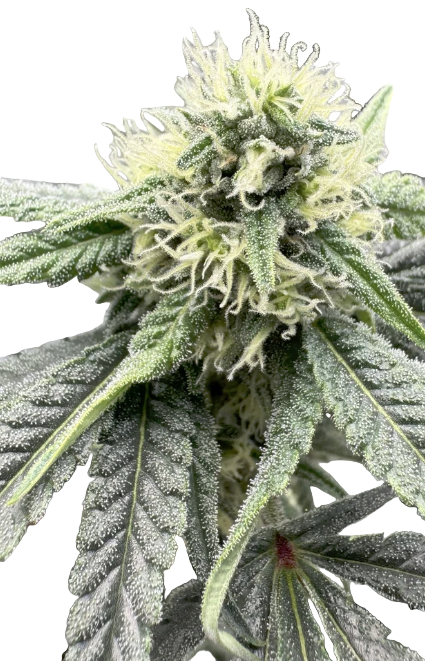 Close-up of a cannabis plant with green leaves and visible buds.