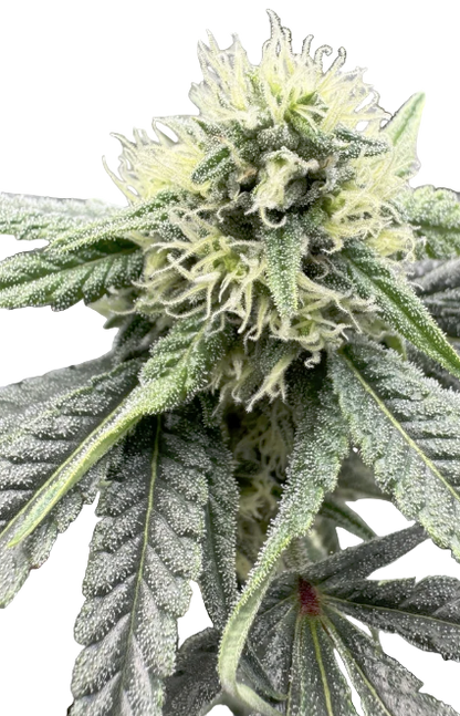 Close-up of a cannabis plant with green leaves and visible buds.