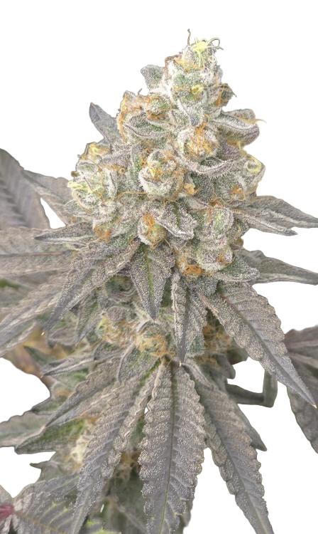 Close-up of a cannabis plant with green and orange hues on a white background