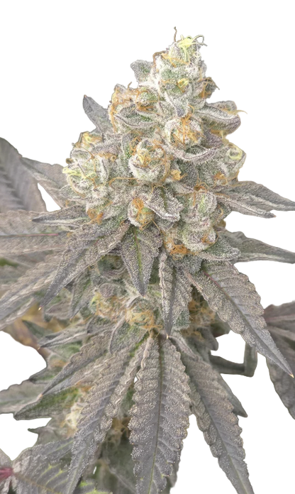 Close-up of a cannabis plant with green and orange hues on a white background