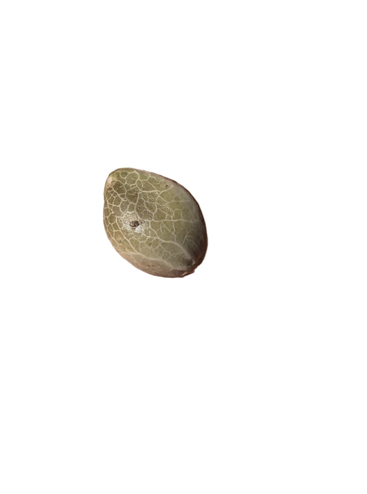 Small green seed on blank background
