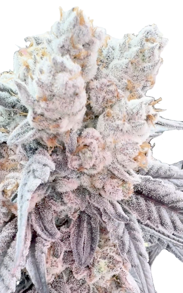 A Bud of the Powerline Paraquat Feminized Plant Showing the frosty Resin production of this modern Feminized Hybrid Strain