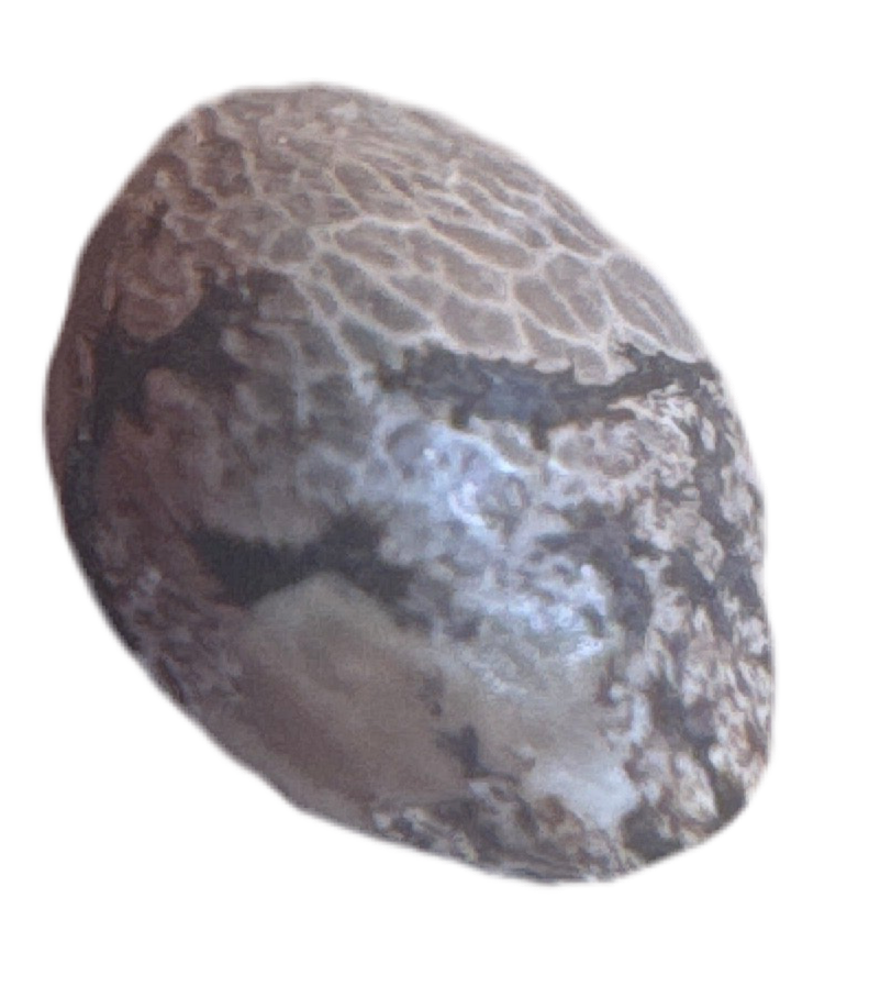 Close Up Picture Of a Cannabis Seed Modern Hybrid Feminized Genetics Strain Name Powerline Paraquat 