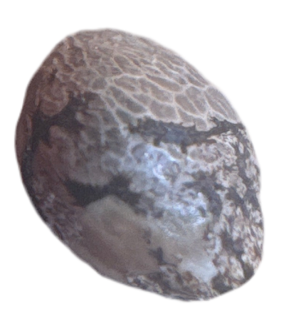 Close Up Picture Of a Cannabis Seed Modern Hybrid Feminized Genetics Strain Name Powerline Paraquat 