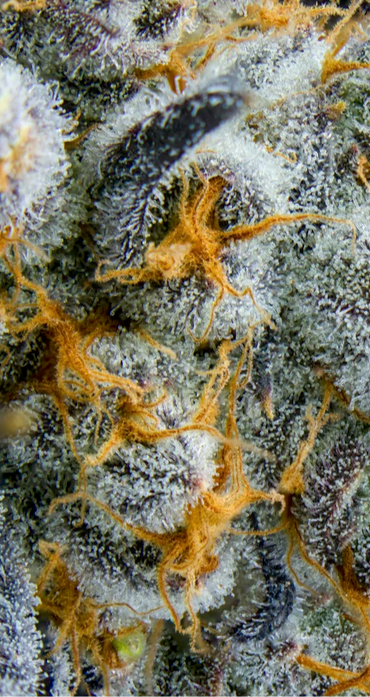 Close Up Budshot showing mature flowers of Powerline Paraquat Feminized Cannabis including the Pistils and Trichomes at Peak Potency With Milky resin color
