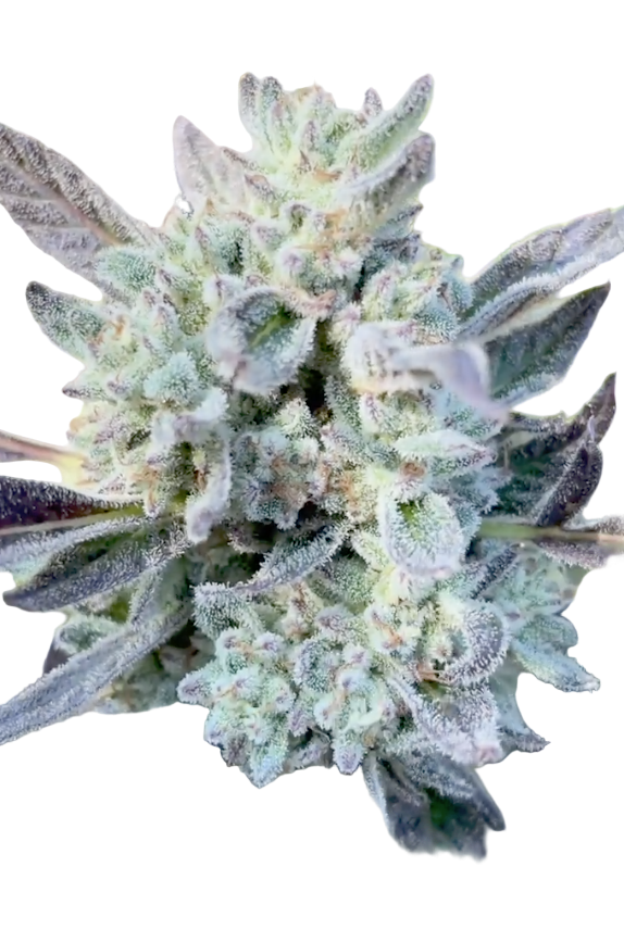 A flower of the Powerline Paraquat Feminized Cannabis Strain Showing the bud's structure and trichomes as it ripens 