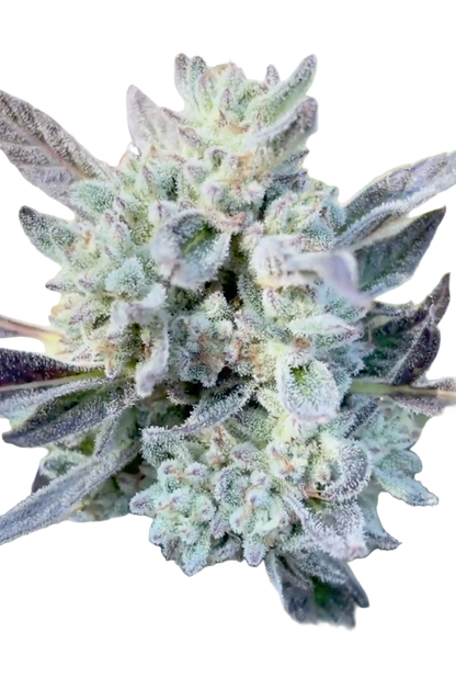A flower of the Powerline Paraquat Feminized Cannabis Strain Showing the bud's structure and trichomes as it ripens 