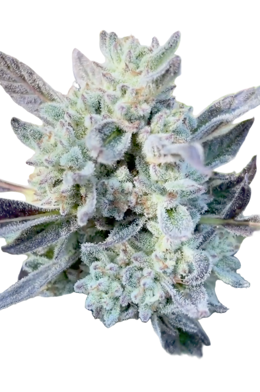 A flower of the Powerline Paraquat Feminized Cannabis Strain Showing the bud's structure and trichomes as it ripens 