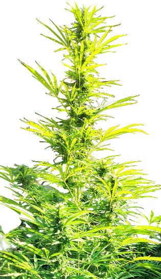 Tall green cannabis plant with a blurred background