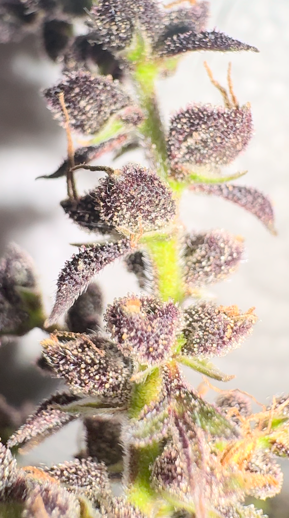 Extreme mutated purple cannabis flower showing trichomes