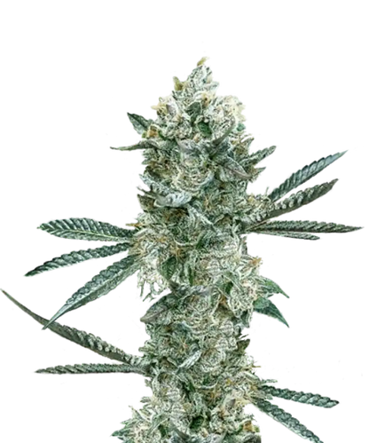Cinderella 99 Feminized Single Seed