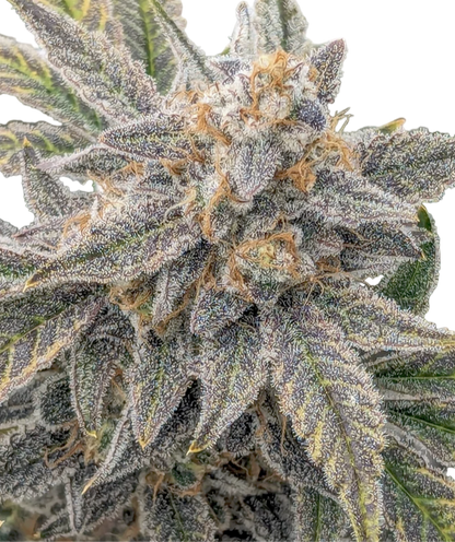 Close-up of a cannabis plant with frosty buds on a white background