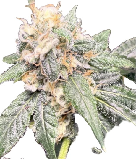 Close-up of a cannabis plant with green leaves and visible buds on a white background